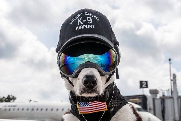 Dog in Sunglasses used by Airport to Scare Away Birds | FairPlane UK image
